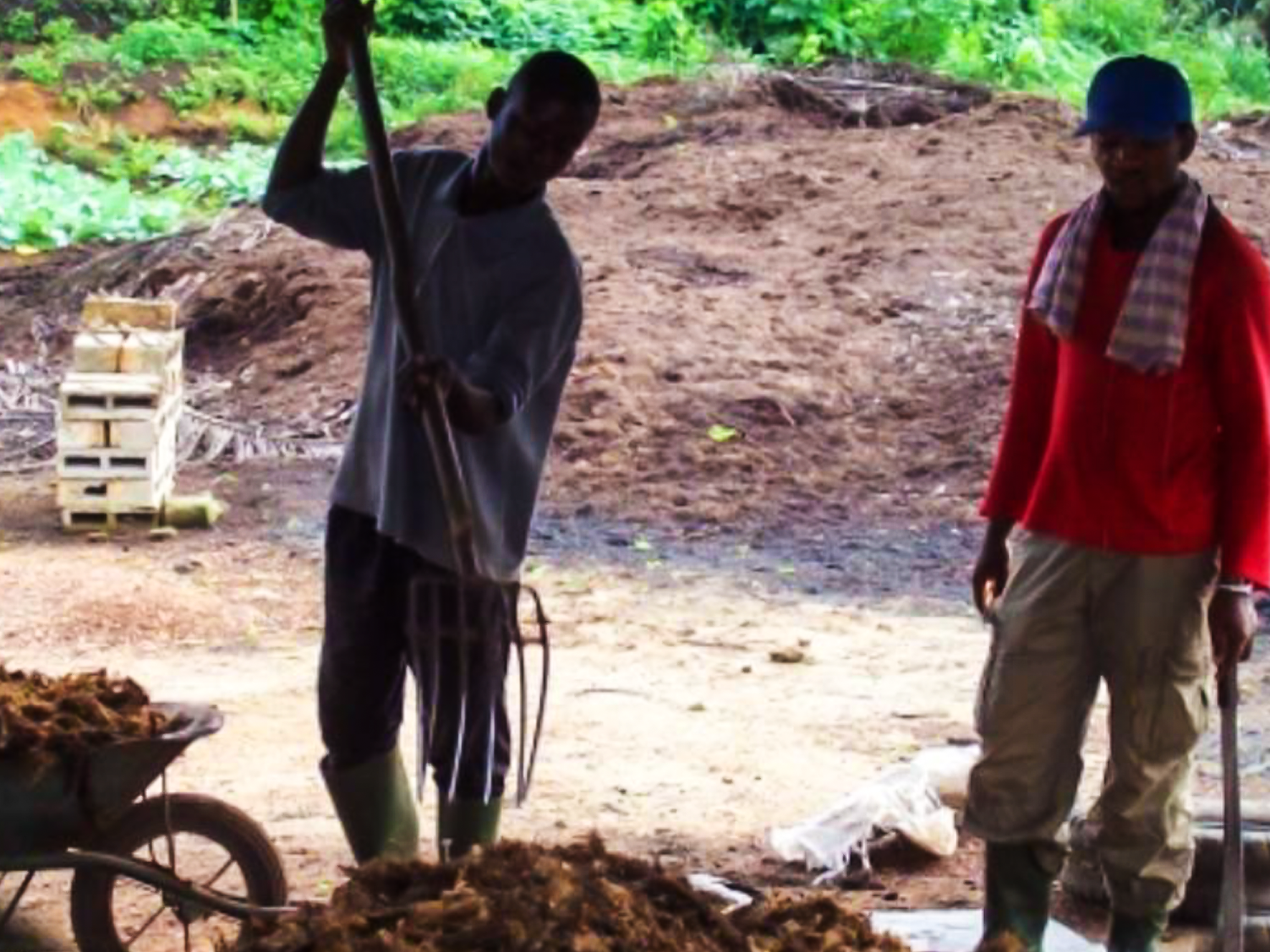 Ramassage des rafles découpées