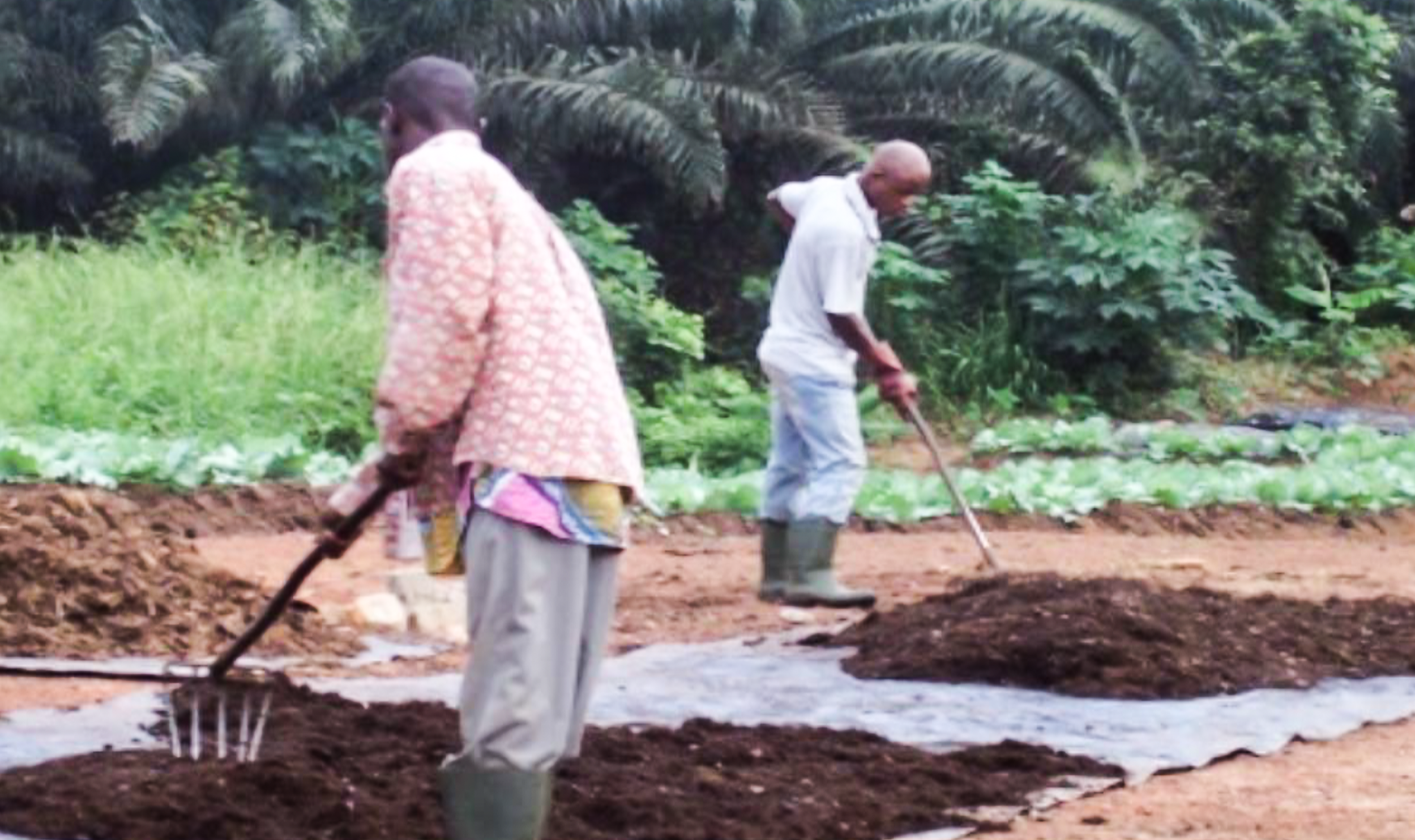 Compostage organique