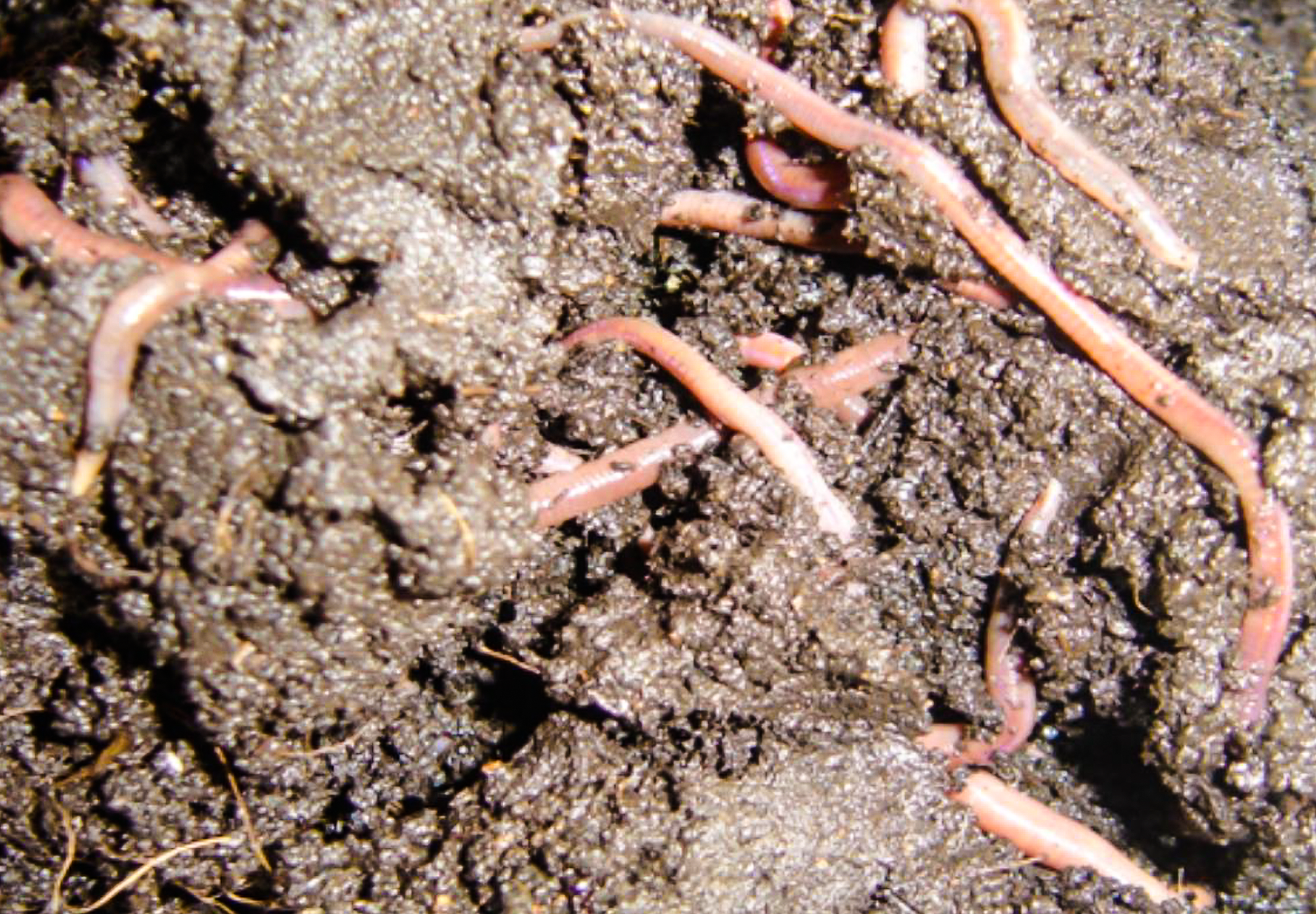 Vers stabilisés après 2 semaines